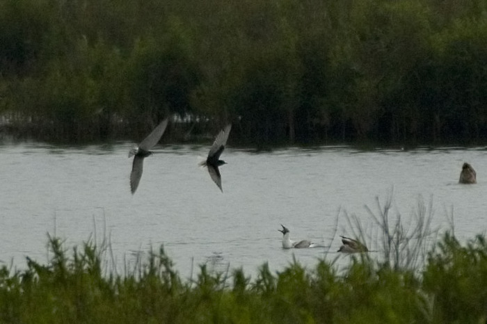 28.jpg - Witvleugelstern: rechts (White-winged Black Tern, Chlidonias leucopterus). Molsbroek, Lokeren. 20/05/2007. Copyright: Joris Everaert. Nikon D70, Nikon AF-S ED 300mm f4 + 1.4 teleconverter